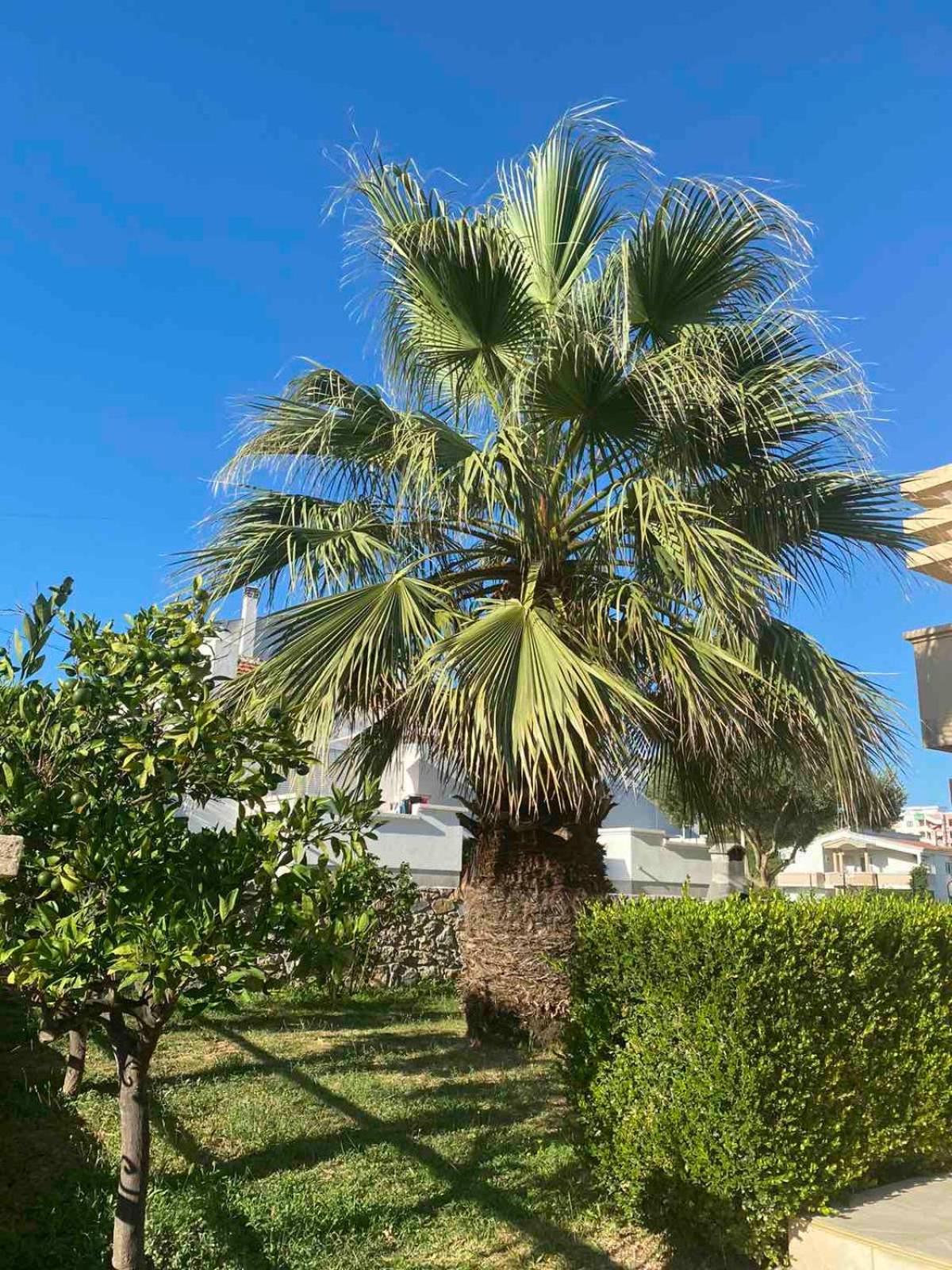 Ceka Apartments Ülgün Dış mekan fotoğraf